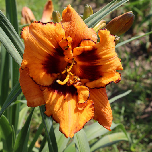 Saulrieta Simfonija (V.Baņģieris 2010)