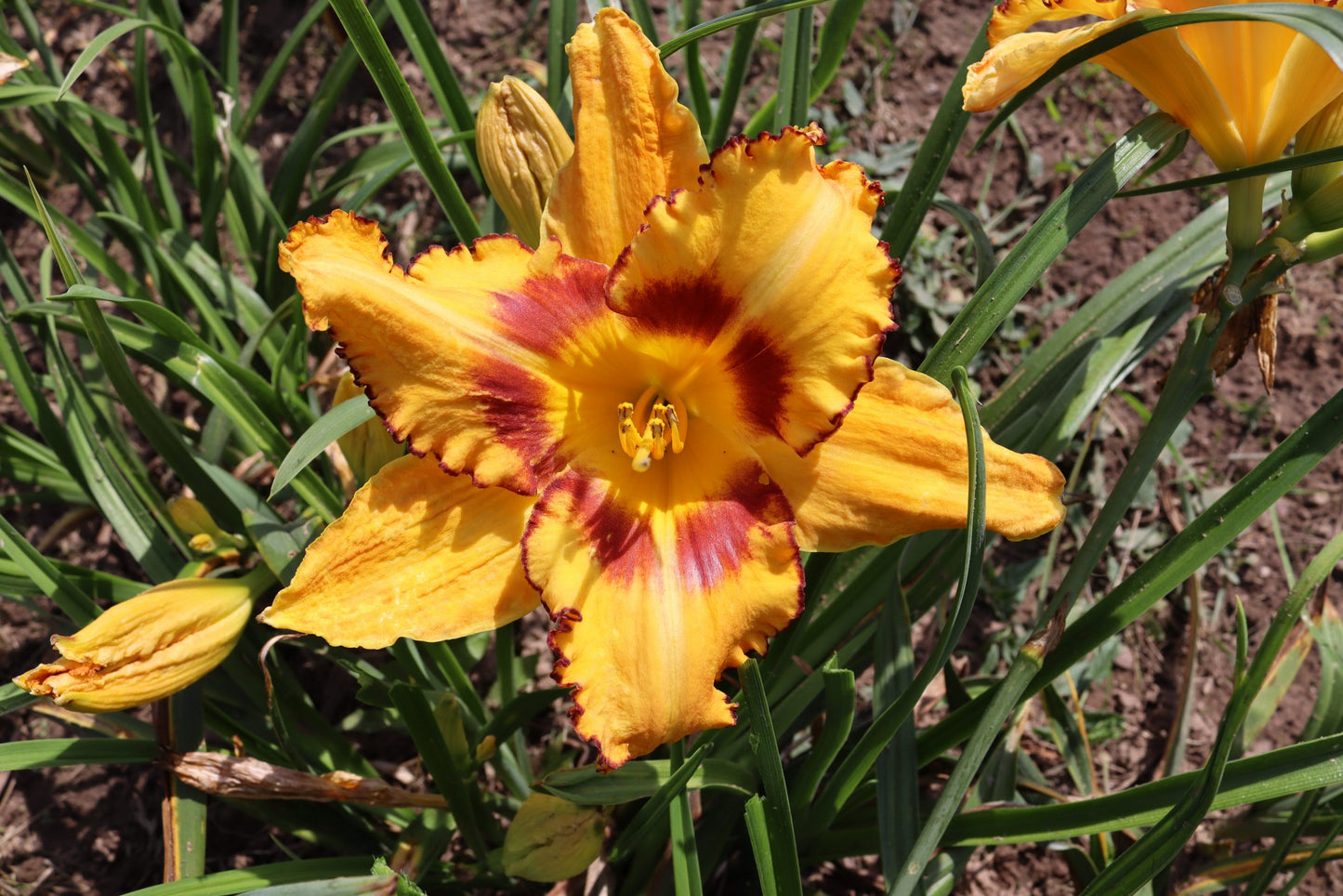 Savāda Vasara (V.Baņģieris 2010)