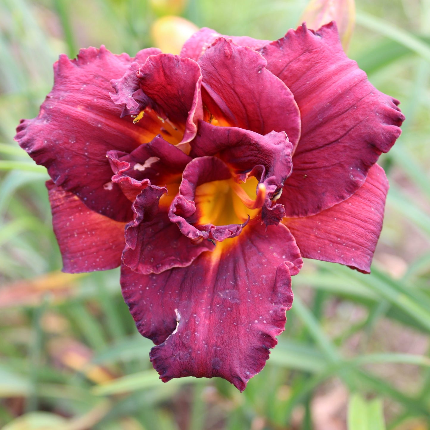 Simply The Best (D.Plūme 2016)