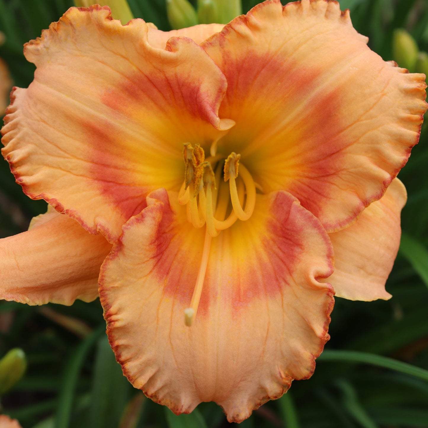 Ziedu Melodija (V.Baņģieris 2012)