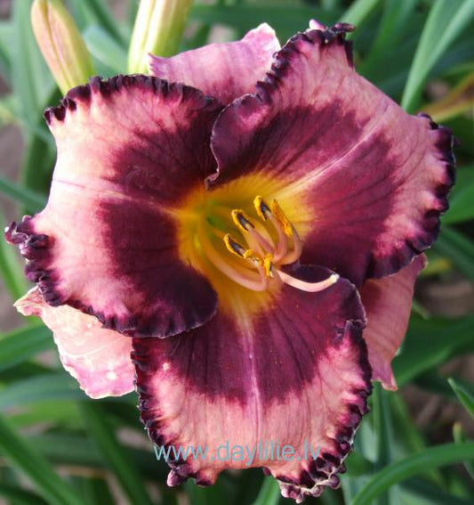 Kristīne (V.Bangieris 2011)