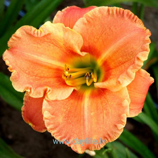 Mana Bērnība (V.Baņģieris 2009)