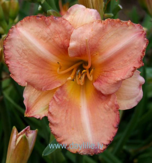 Margarita (V.Baņģieris 2008)