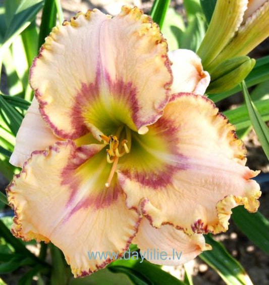 Natures Poetry (T.Petit 2006)