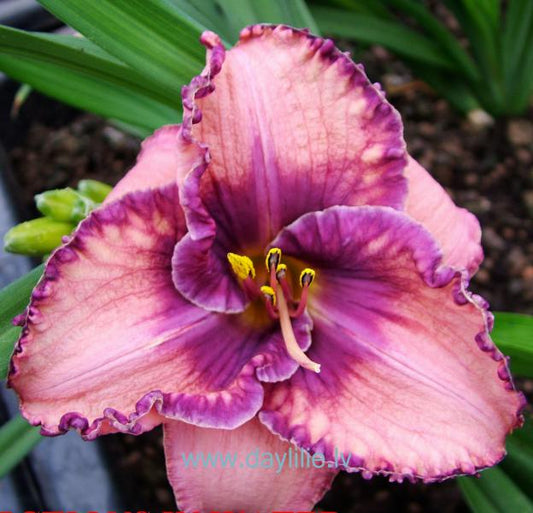 Reflections in Water (T.Petit 2006)