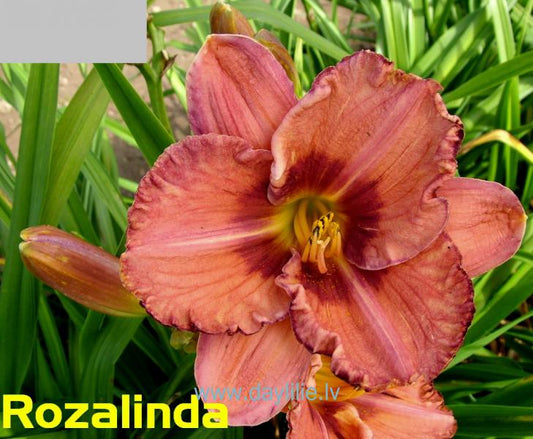 Rozalinda (V.Bangieris 2008)