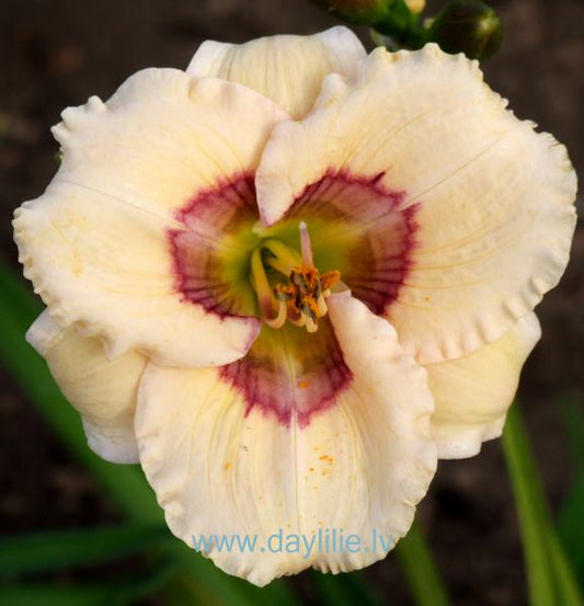 Tholian Web (P.Stamile 2005)