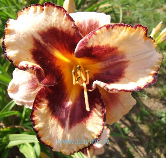 Verona (V.Baņģieris 2014)