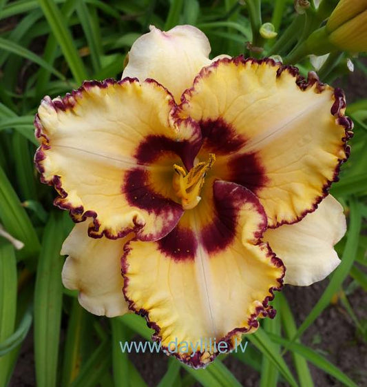 Debija (V.Baņģieris 2013)