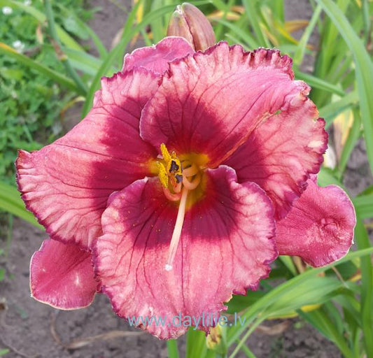 Elizabete (V.Baņģieris 2015)