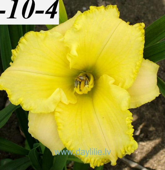 Gaisma (V.Baņģieris 2007)