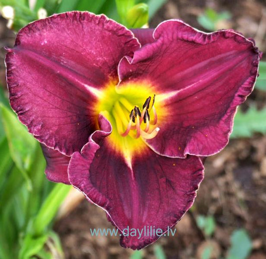 High Priority (Petit 2004)