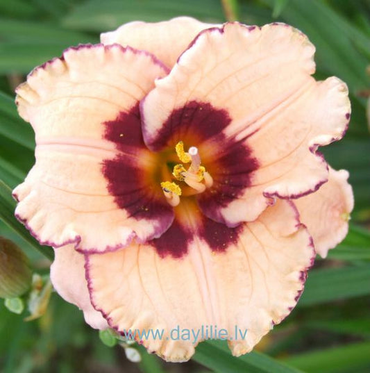 Īkstīte (V.Baņģieris 2013) JAUNUMS