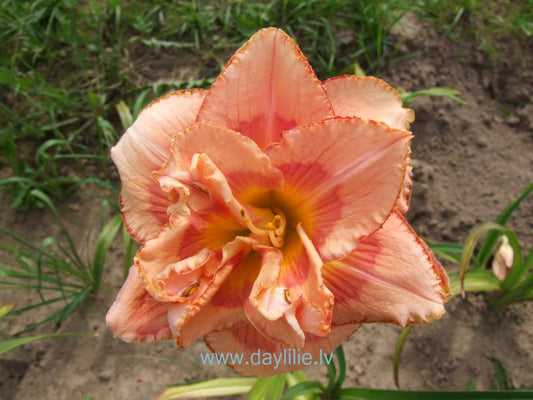 Inner Space (T.Petit 2006)