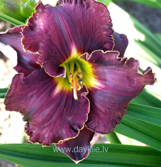 Johnny Cash (Stamile 2004)