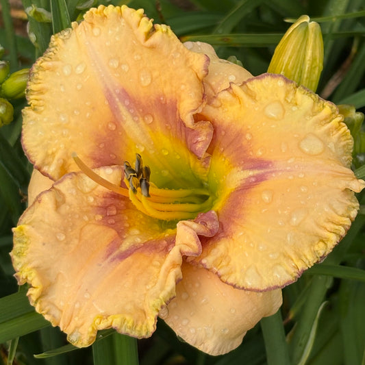 Aurelija (V.Baņģieris 2010)