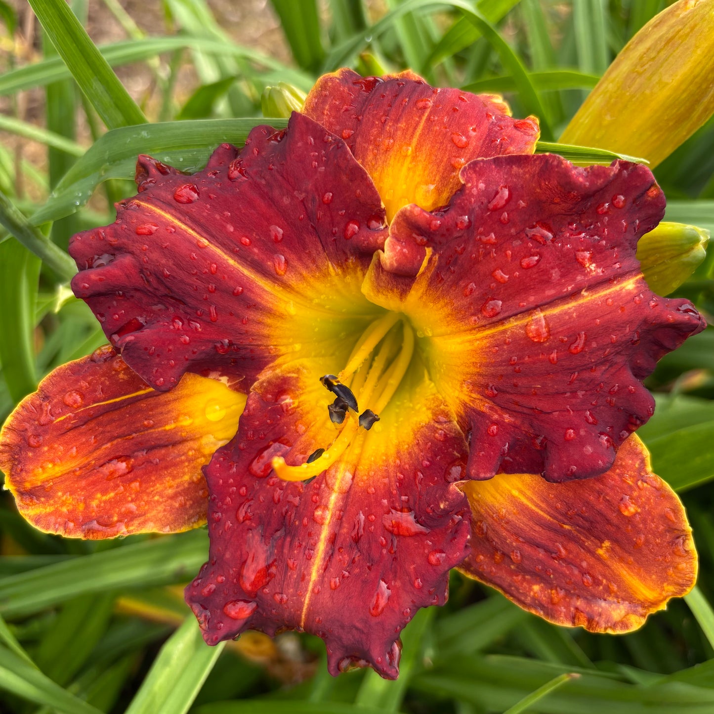 Fiona (V.Baņģieris 2010)