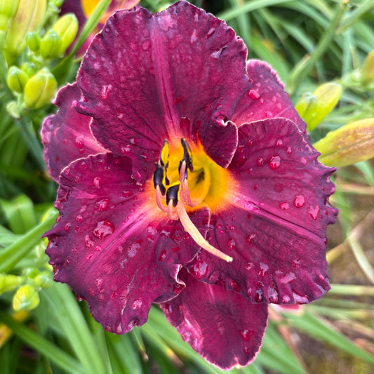 Donatello (V.Baņģieris 2011)