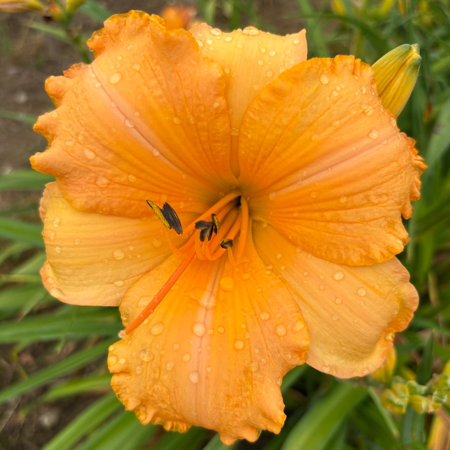 Mirabella (V.Baņģieris 2012)