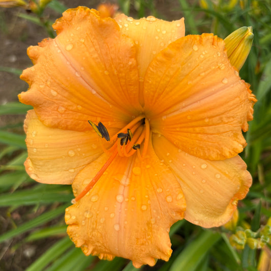 Mirabella (V.Baņģieris 2012)