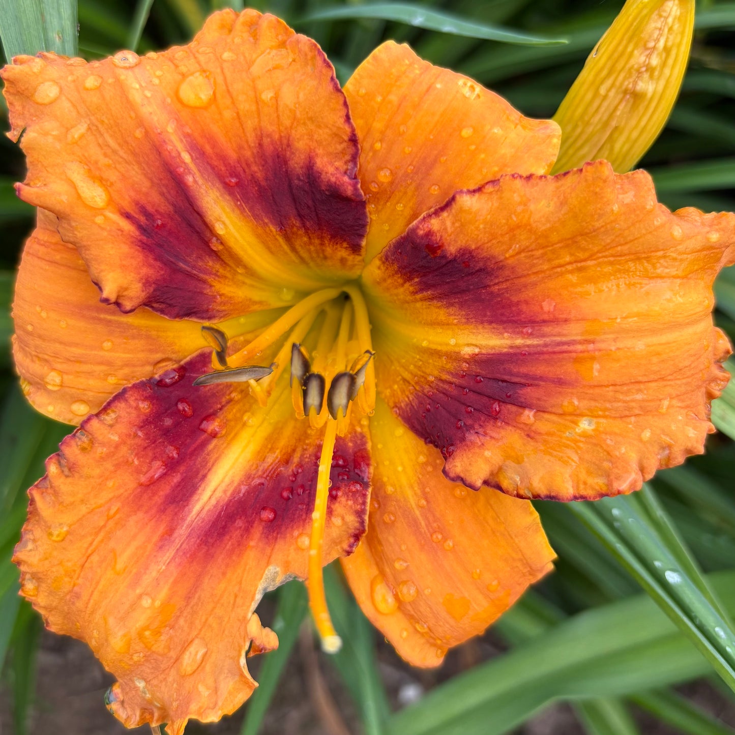 Kurzemniece (V.Baņģieris 2010)