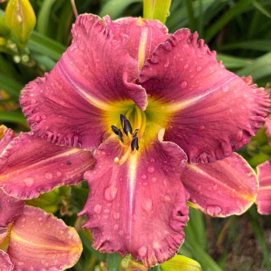 Jasmīna (V.Baņģieris 2011)