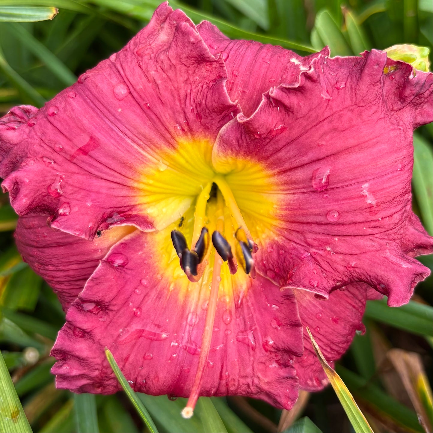 Harmony (V.Baņģieris 2010)