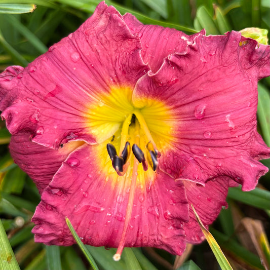 Harmony (V.Baņģieris 2010)