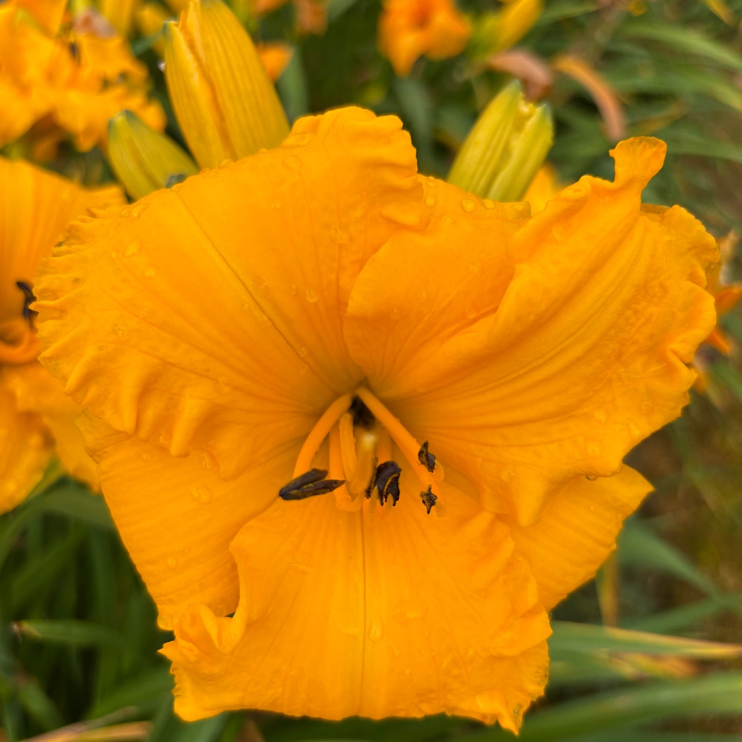 Solaris (V.Baņģieris 2010)