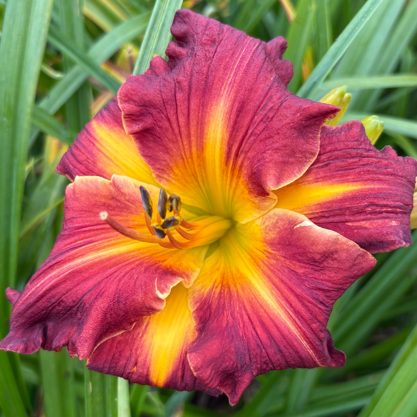 Bohēma (V.Baņģieris 2011)