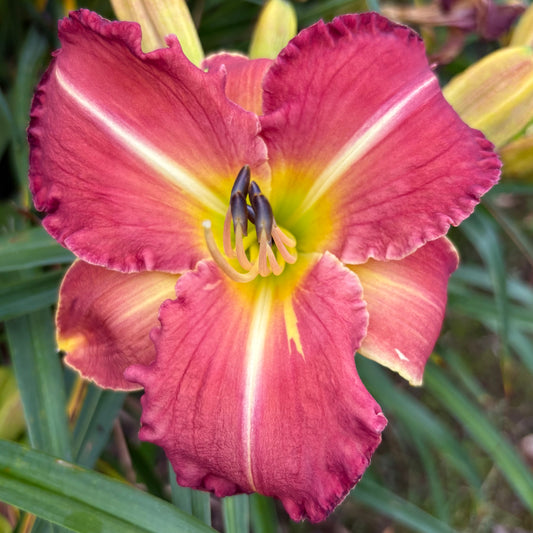 Raphael (V.Baņģieris 2010)